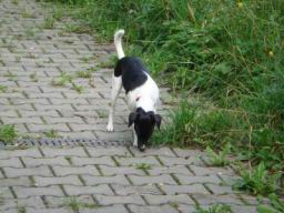 Resize of DSC00529.JPG